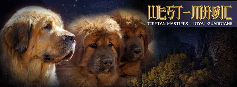 TIBETAN MASTIFF WEST MAGIC